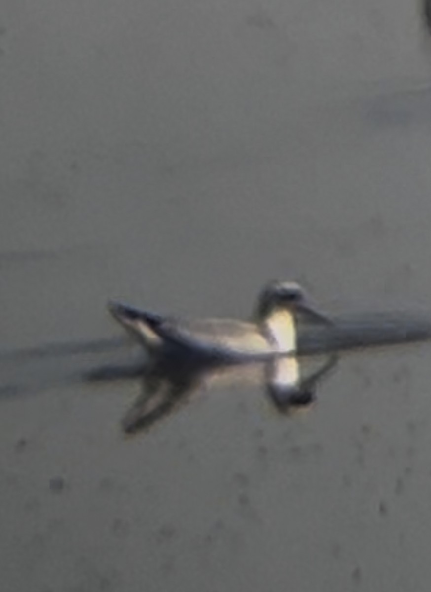 Red Phalarope - ML639722549