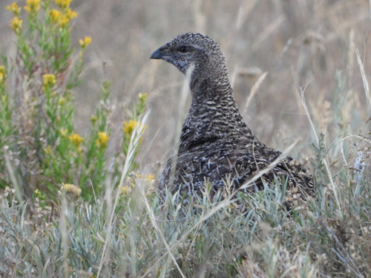 Gunnison Sage-Grouse - ML639722584