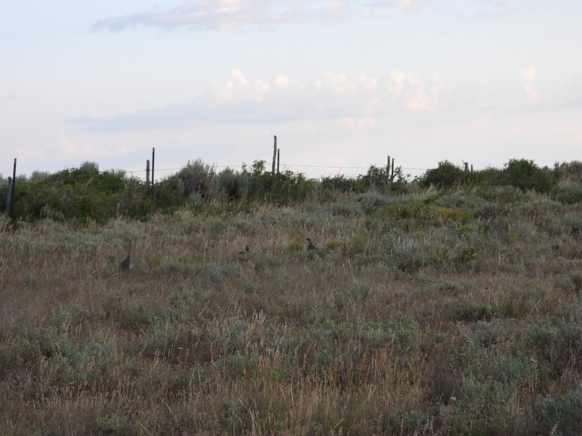 Gunnison Sage-Grouse - ML639722585