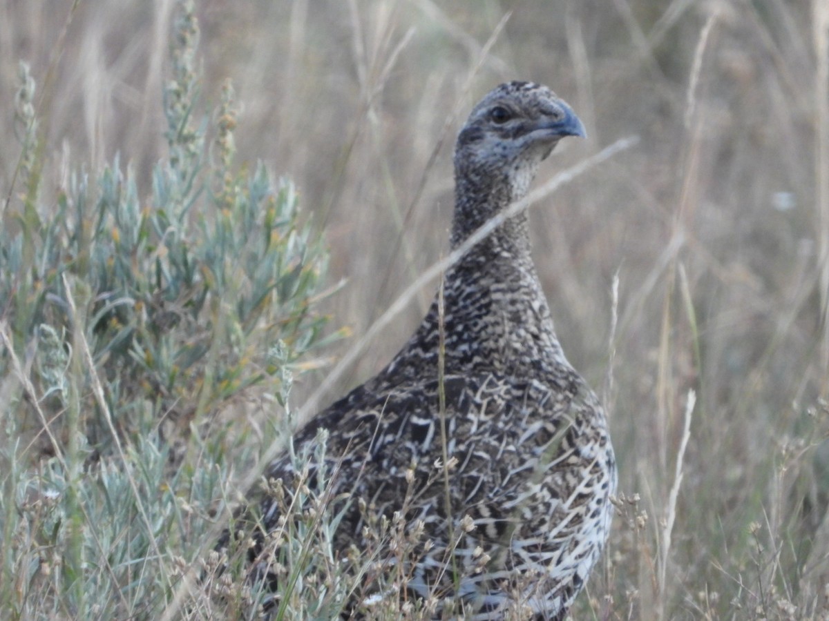 Gunnison Sage-Grouse - ML639722586