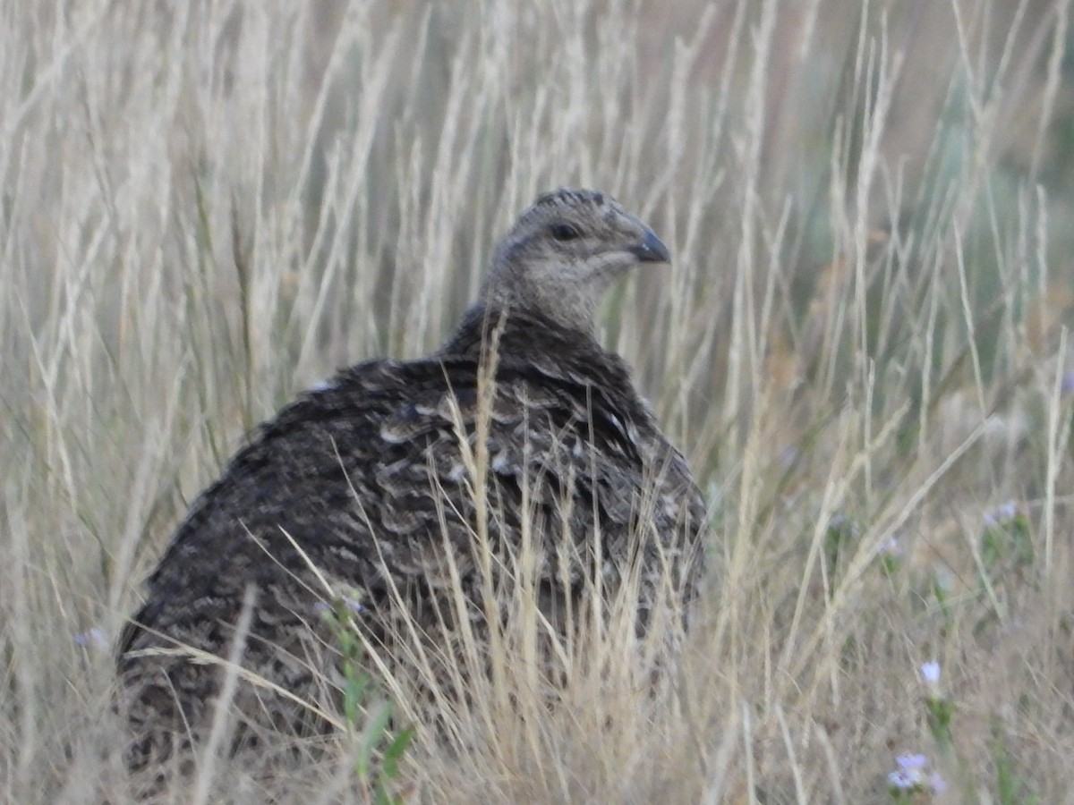 Gunnison Sage-Grouse - ML639722587
