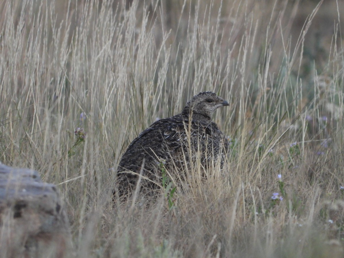 Gunnison Sage-Grouse - ML639722588