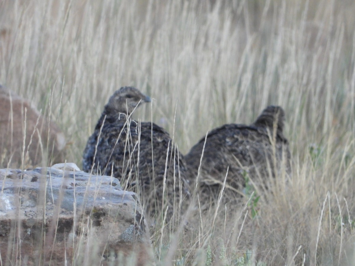 Gunnison Sage-Grouse - ML639722589