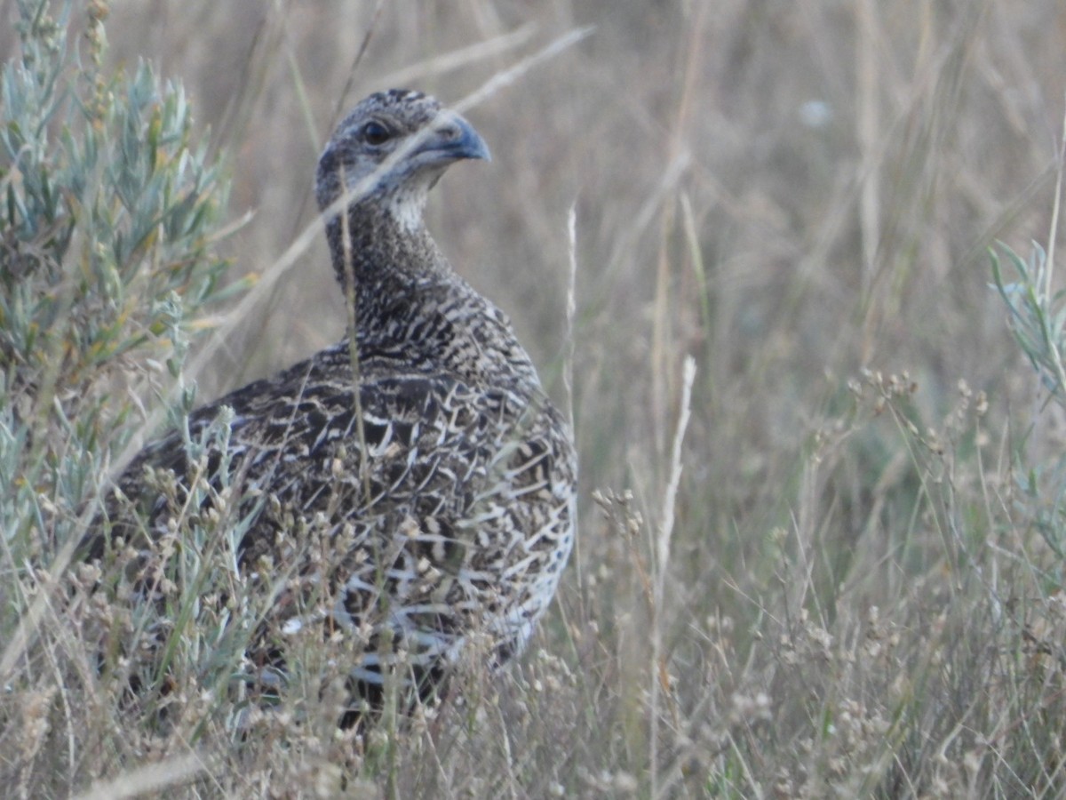 Gunnison Sage-Grouse - ML639722590