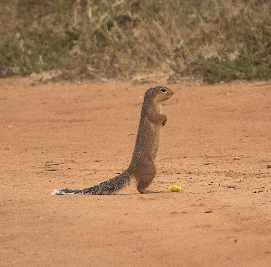 Unstriped Ground Squirrel - ML639722650