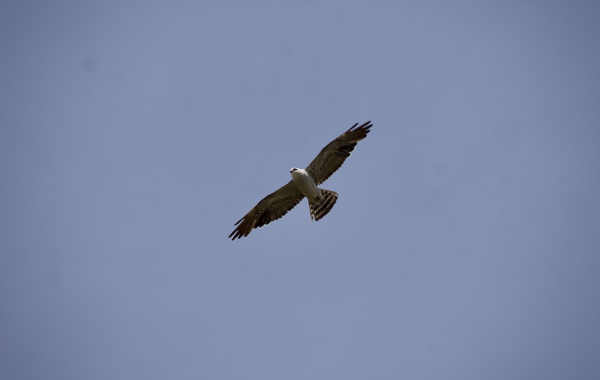 Mississippi Kite - ML639722677