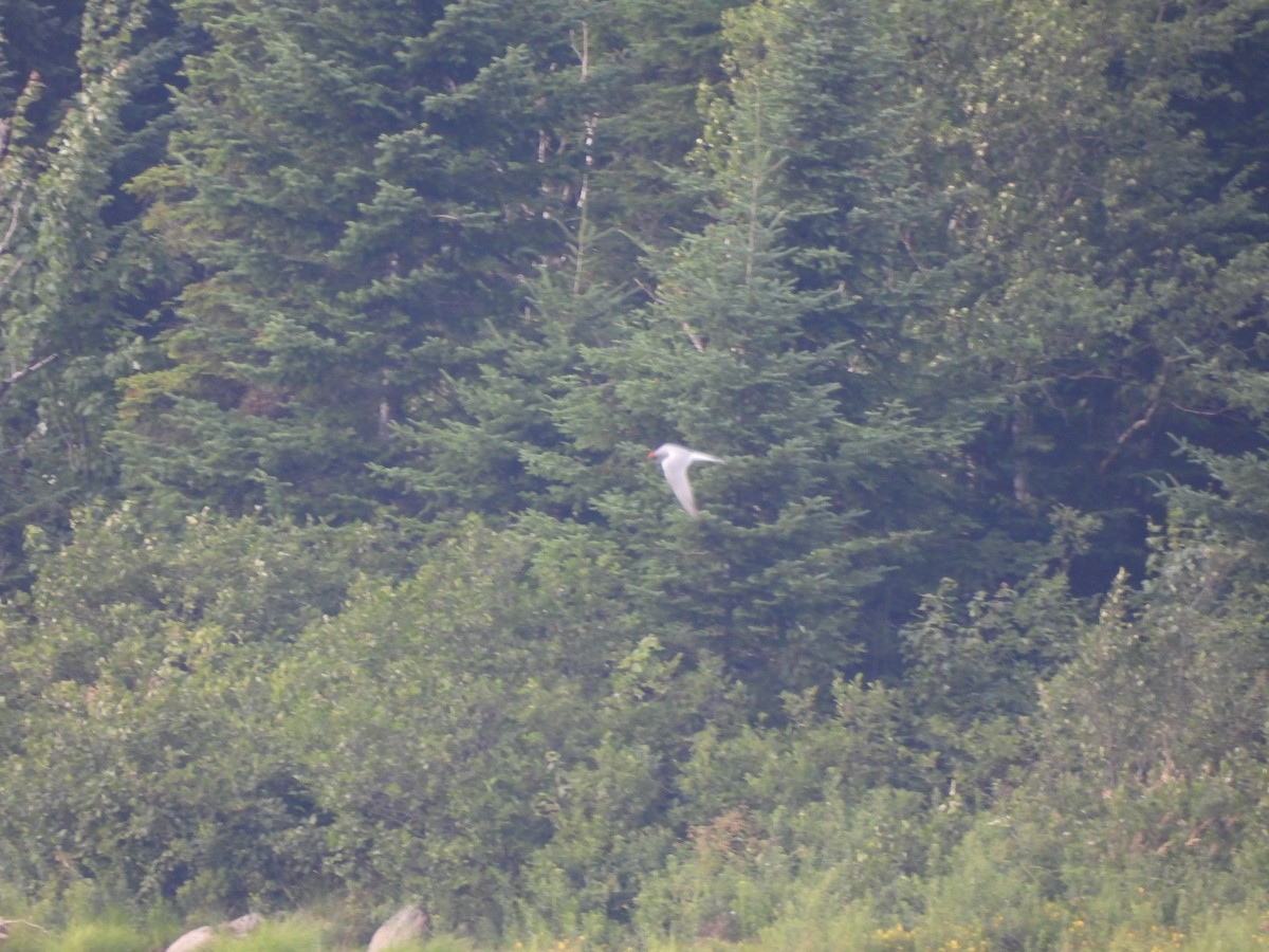Common Tern - ML639722736