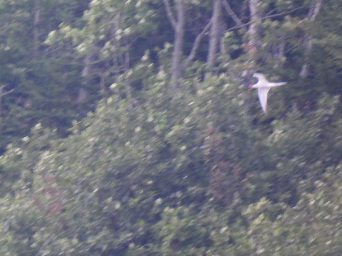 Common Tern - ML639722829