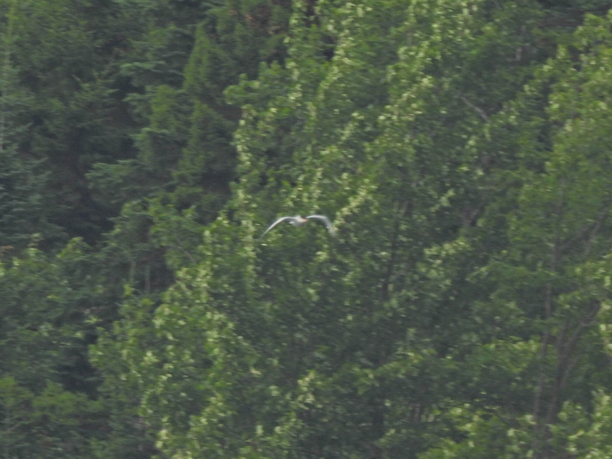 Common Tern - ML639722873
