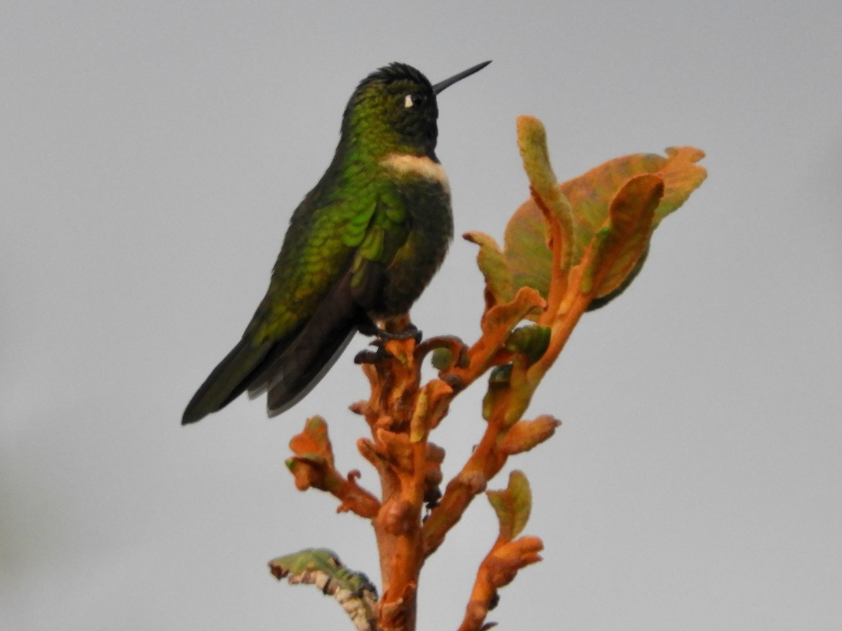 Amethyst-throated Sunangel - ML639722875