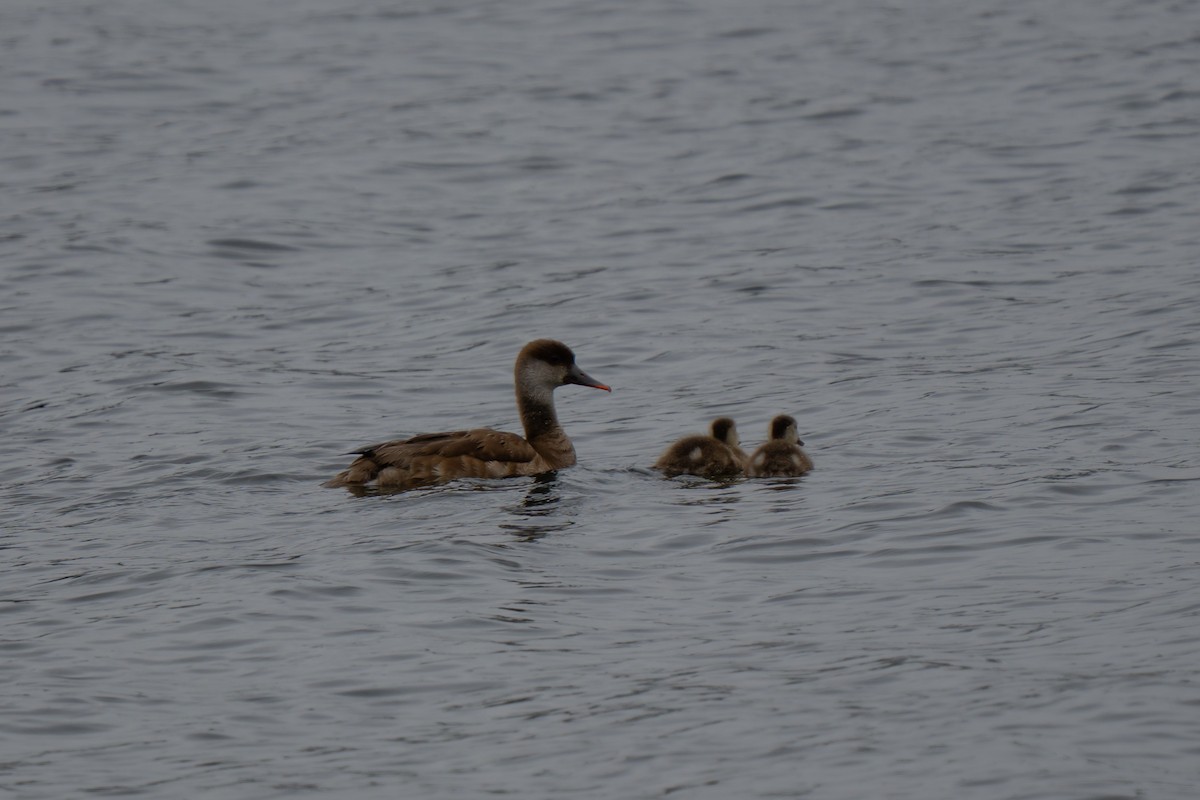 Red-crested Pochard - ML639722931