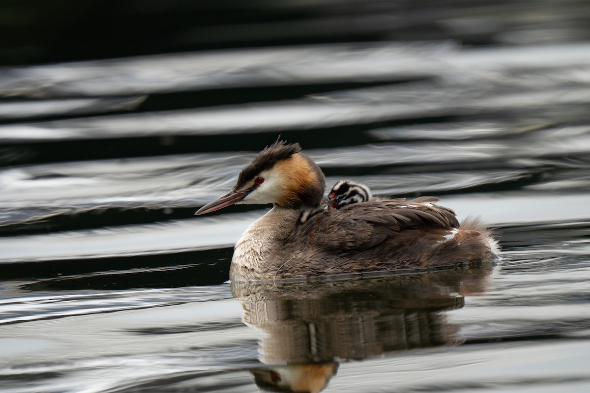 Great Crested Grebe - ML639722941