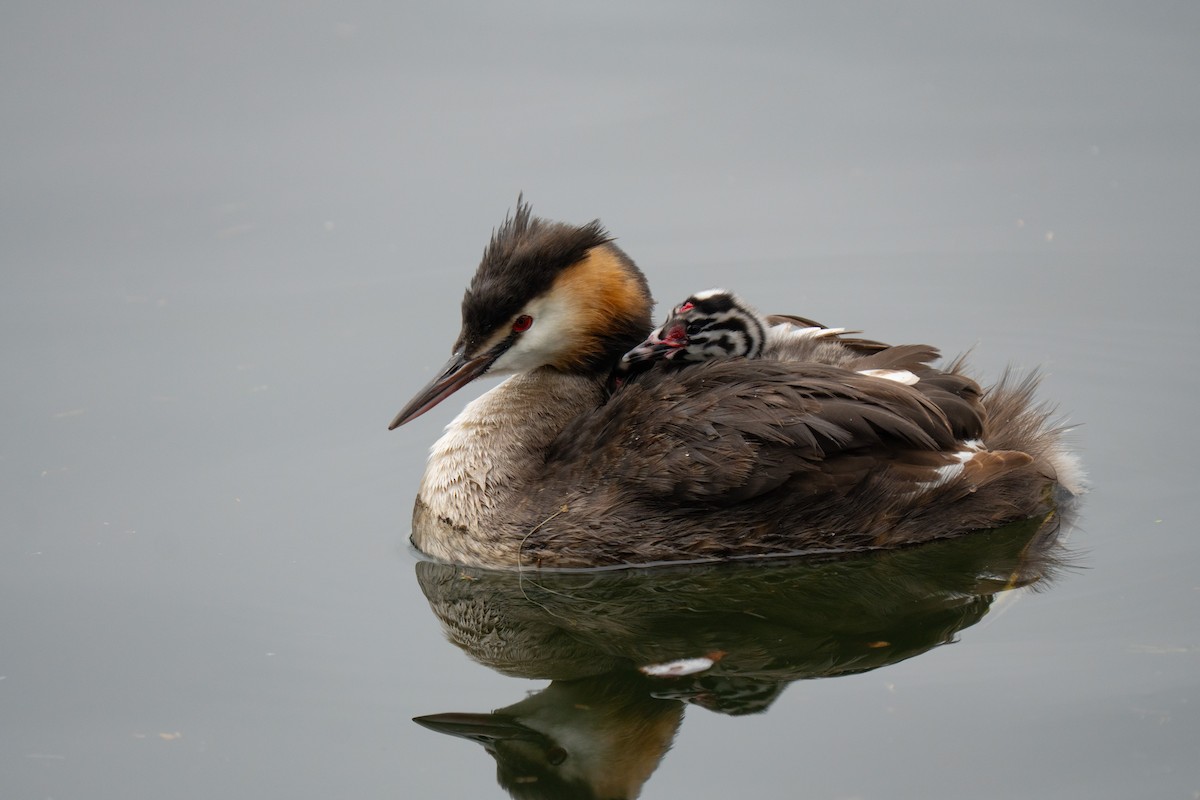 Great Crested Grebe - ML639722942