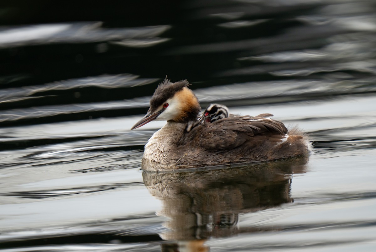 Great Crested Grebe - ML639722943