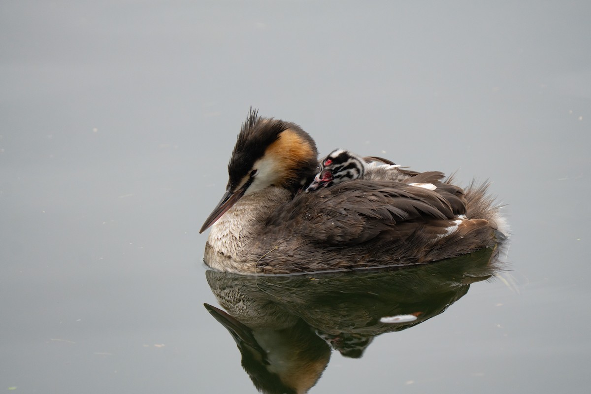 Great Crested Grebe - ML639722944