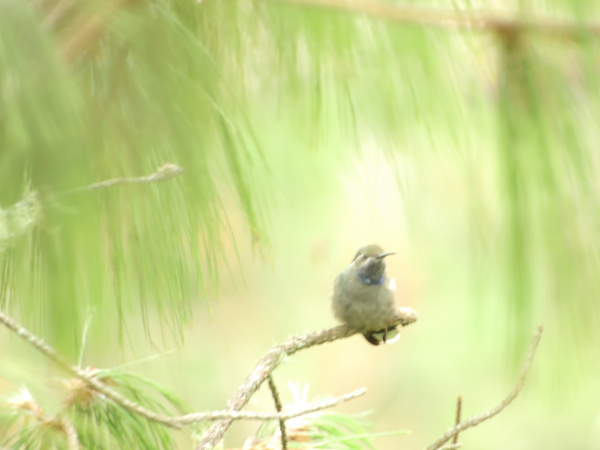 Blue-throated Mountain-gem - ML639722952