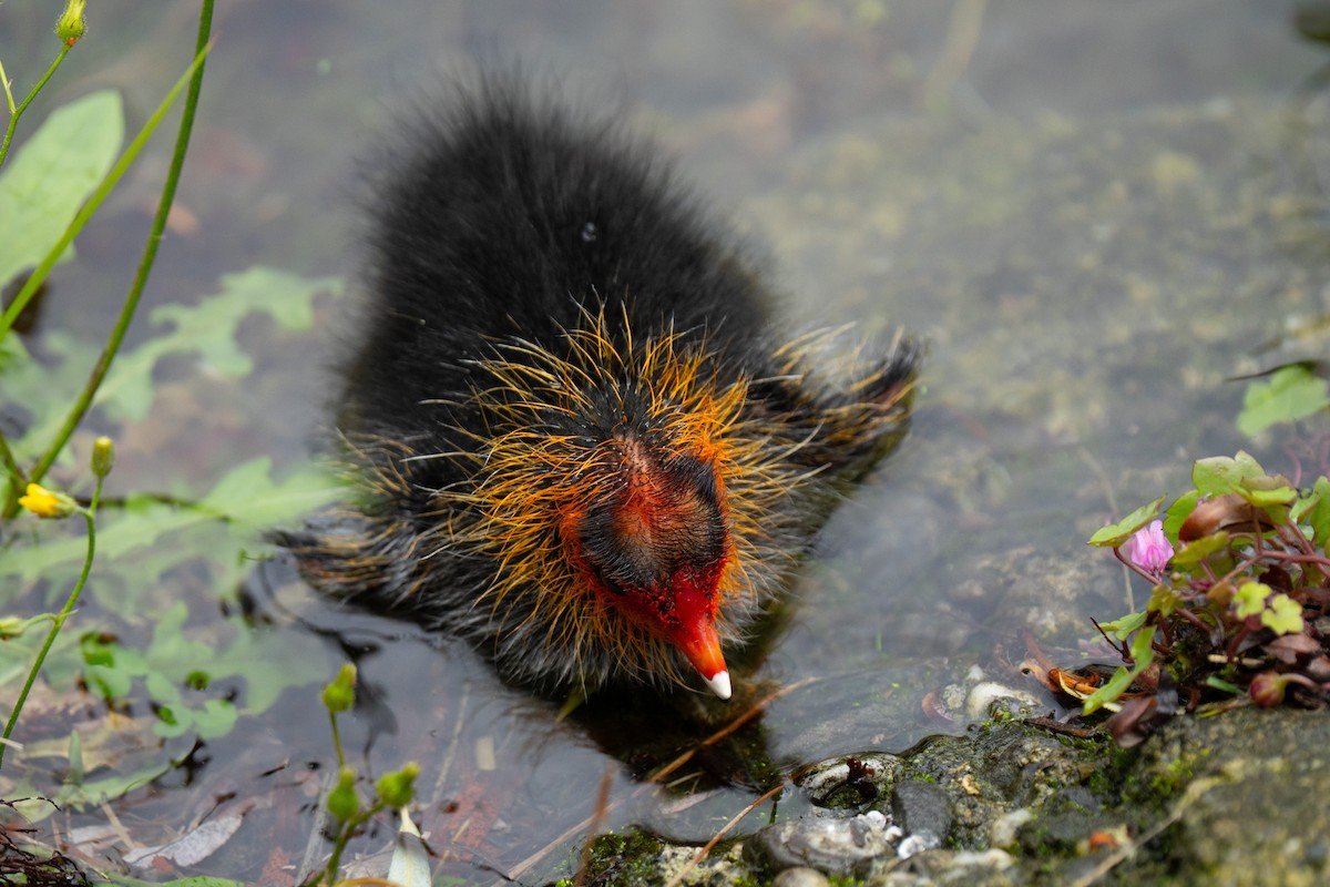 Eurasian Coot - ML639722958