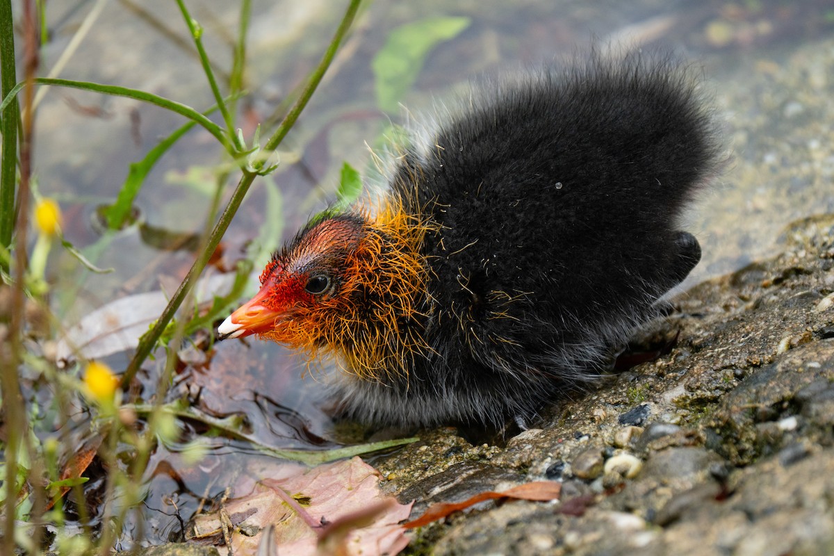 Eurasian Coot - ML639722959