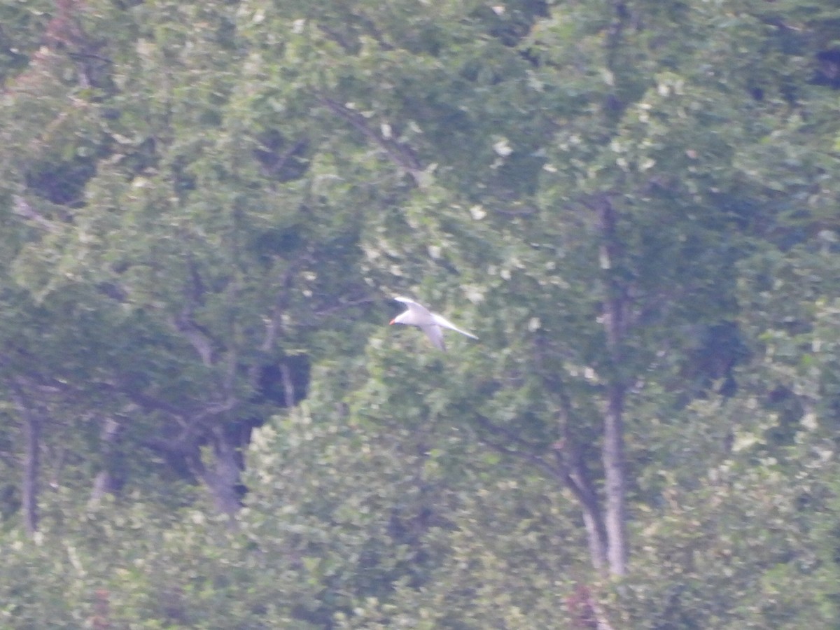 Common Tern - ML639722975