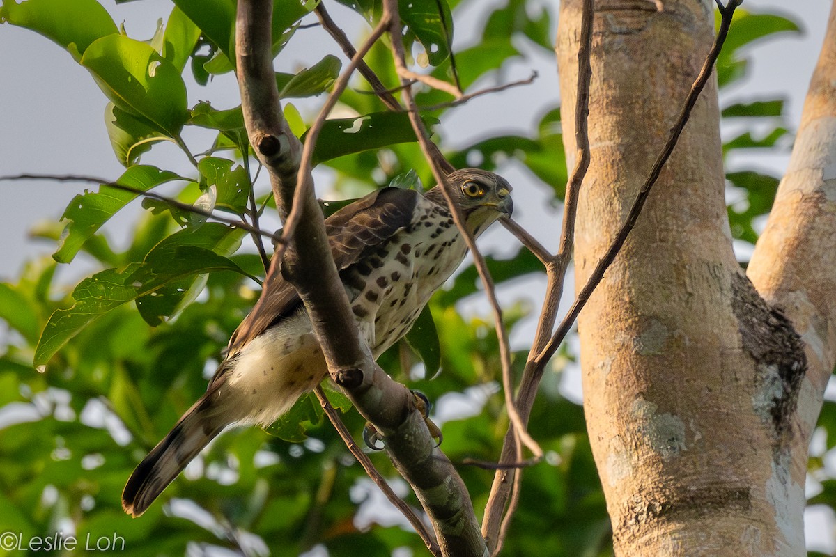 Crested Goshawk - ML639722999