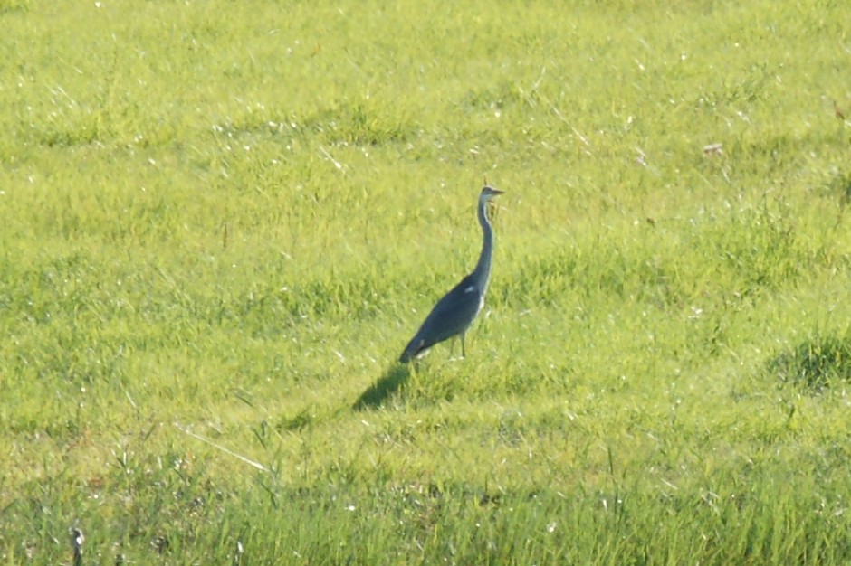 Gray Heron - ML639723076
