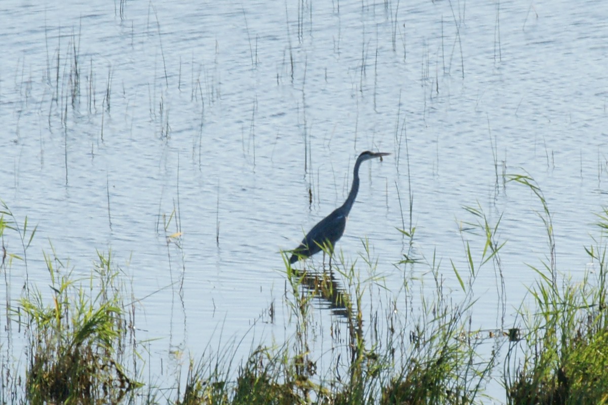 Gray Heron - ML639723077