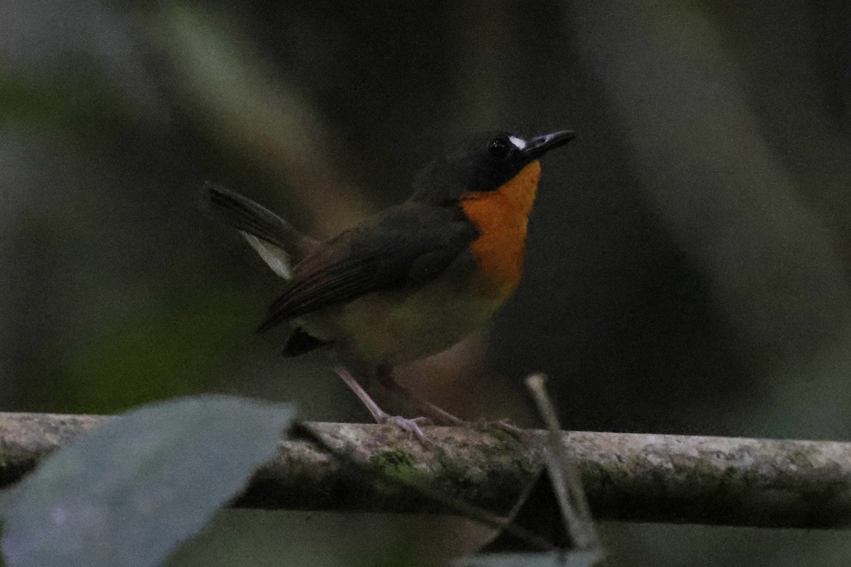 Orange-breasted Forest Robin - ML639723079