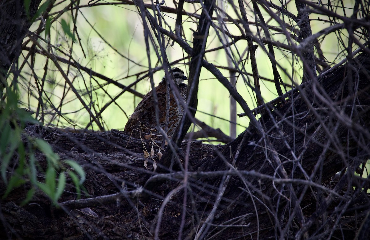 Northern Bobwhite - ML639723112
