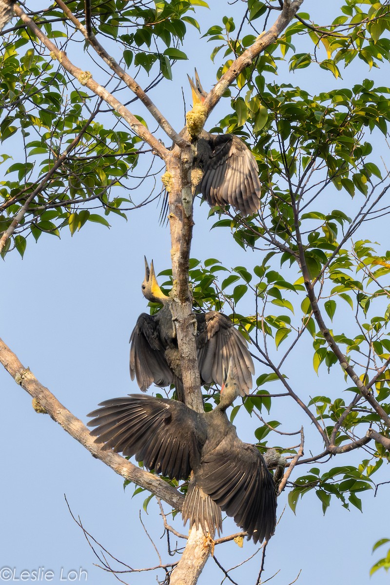 Great Slaty Woodpecker - ML639723118
