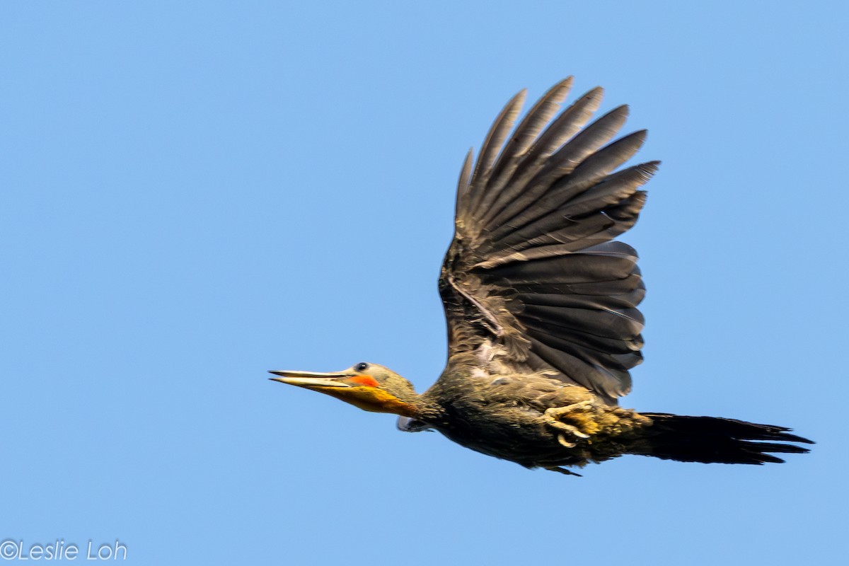 Great Slaty Woodpecker - ML639723119