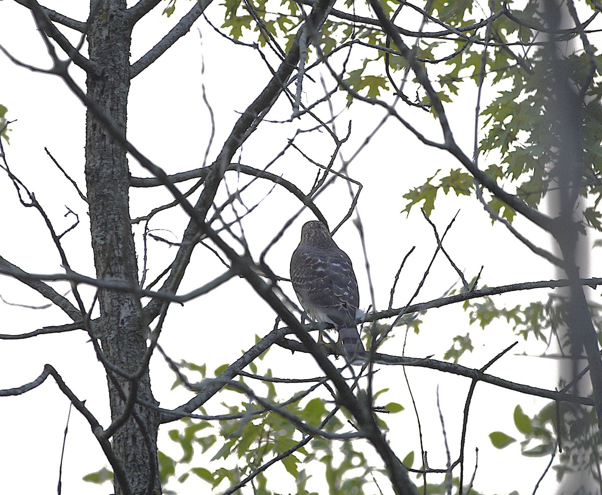 Cooper's Hawk - ML639723122