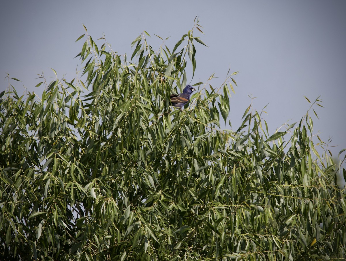 Blue Grosbeak - ML639723134