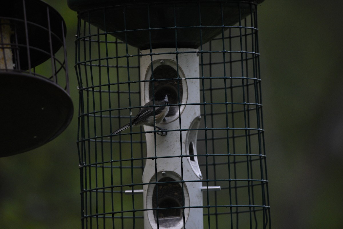 Black-capped Chickadee - ML639723153