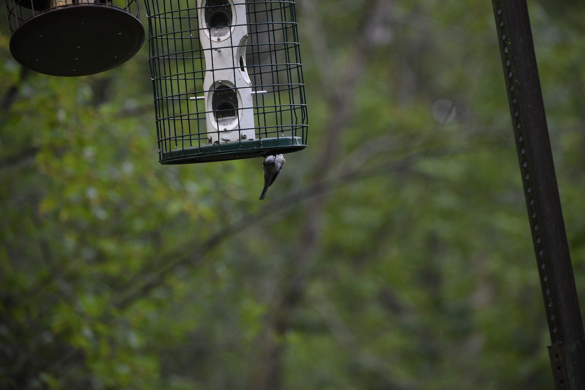 Black-capped Chickadee - ML639723154
