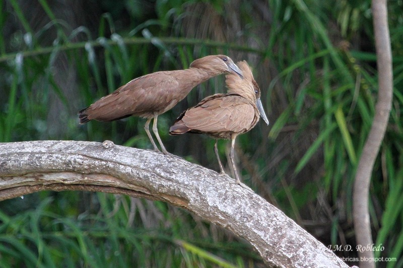 Hamerkop - ML639723156