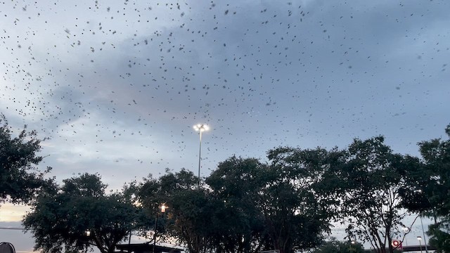Purple Martin - ML639723172