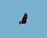 Bald Eagle - ML639723174
