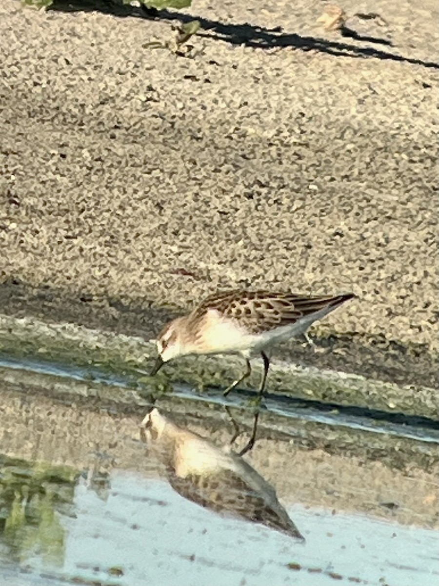 Semipalmated Sandpiper - ML639723179