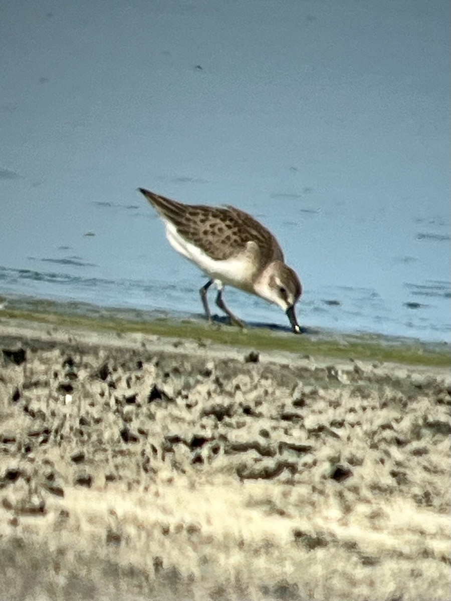 Semipalmated Sandpiper - ML639723180