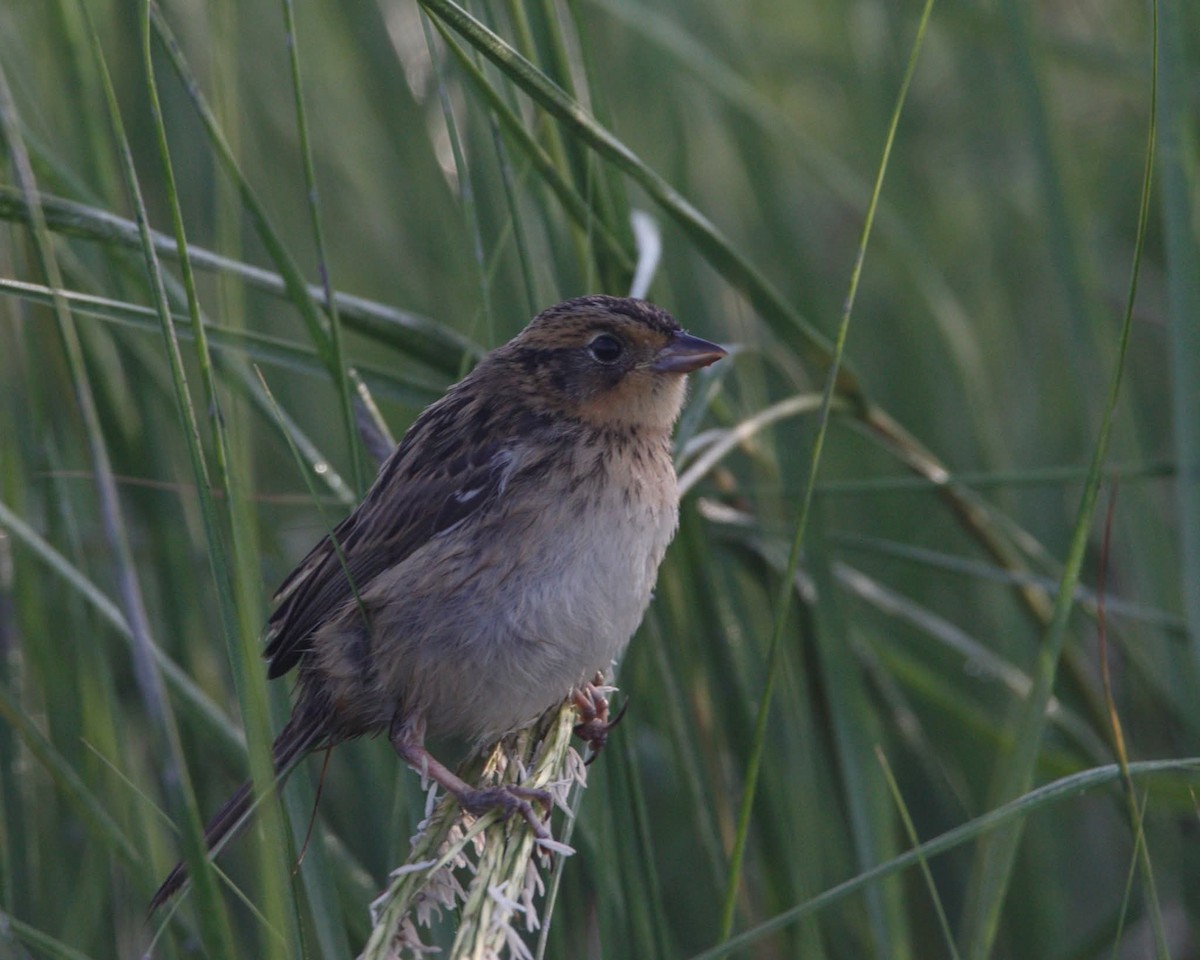 Nelson's/Saltmarsh Sparrow (Sharp-tailed Sparrow) - ML639723203