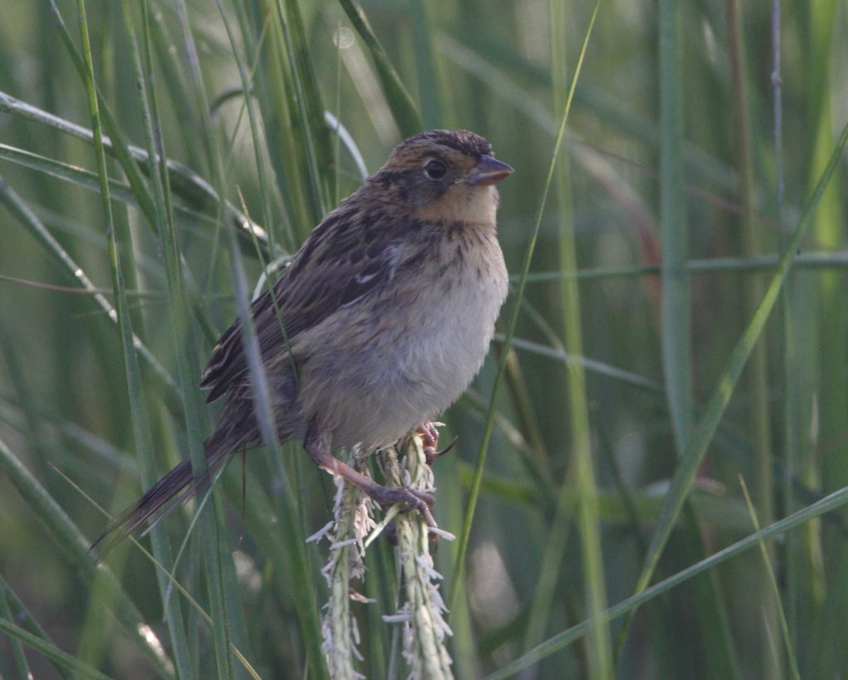 Nelson's/Saltmarsh Sparrow (Sharp-tailed Sparrow) - ML639723204