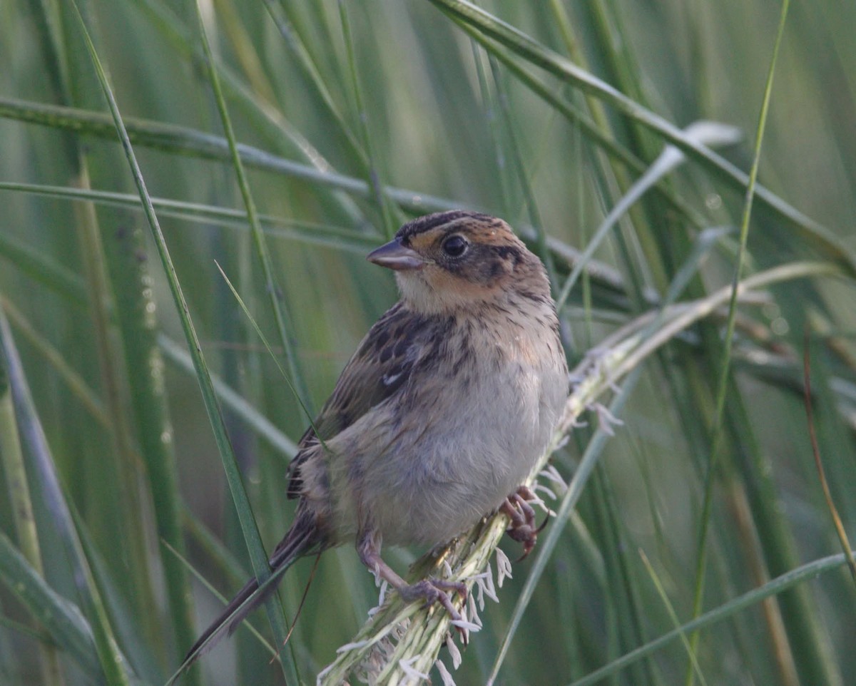 Nelson's/Saltmarsh Sparrow (Sharp-tailed Sparrow) - ML639723205