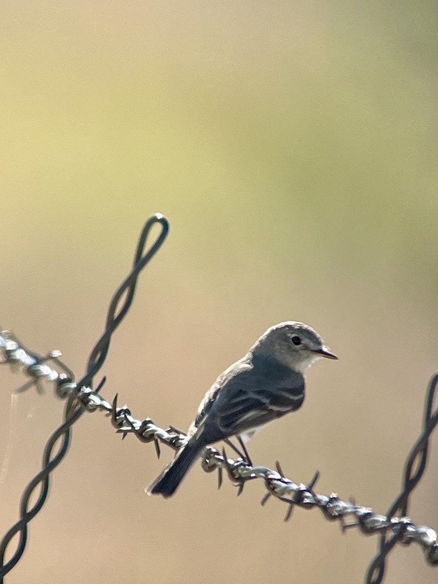 Gray Flycatcher - ML639723208