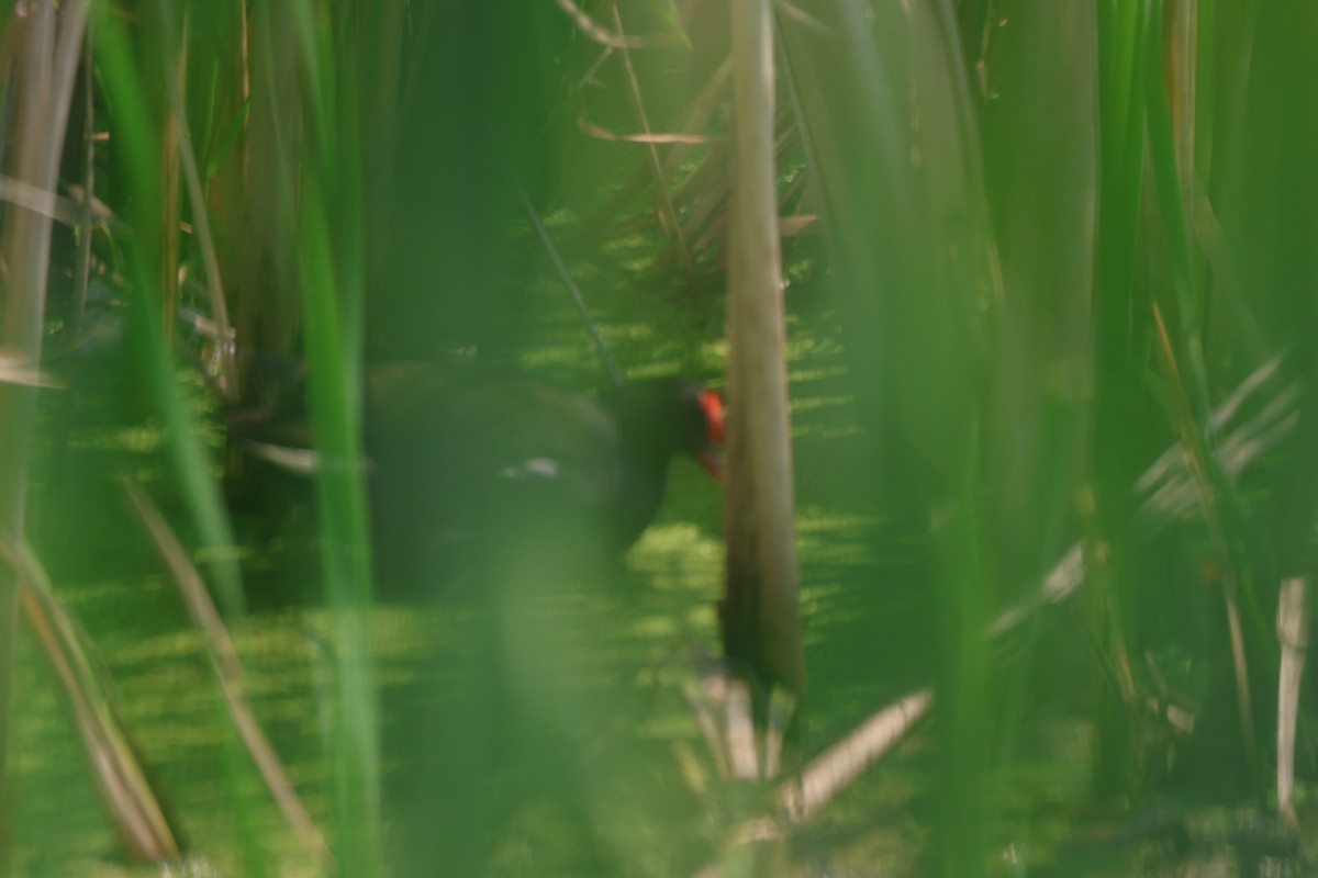 Common Gallinule - ML639723213
