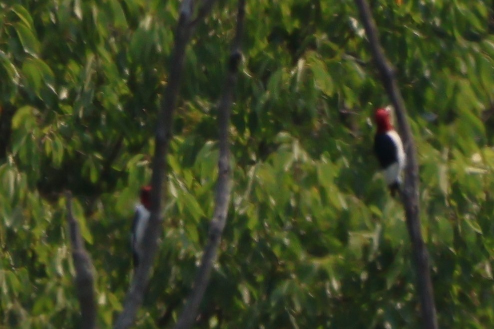 Red-headed Woodpecker - ML639723227
