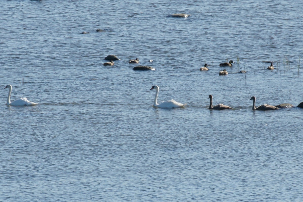 Mute Swan - ML639723230