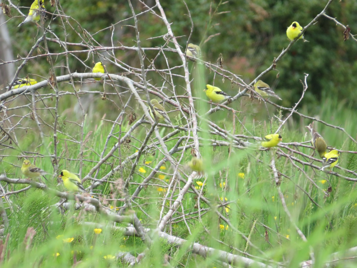 American Goldfinch - ML639723287