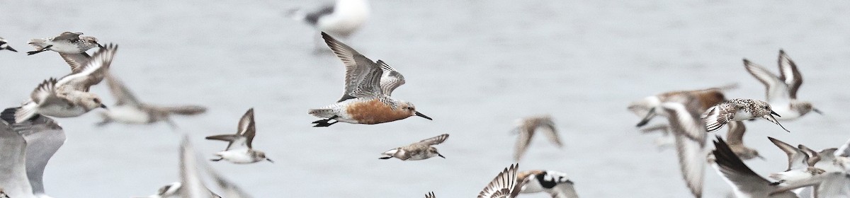 Piping Plover - ML639723295