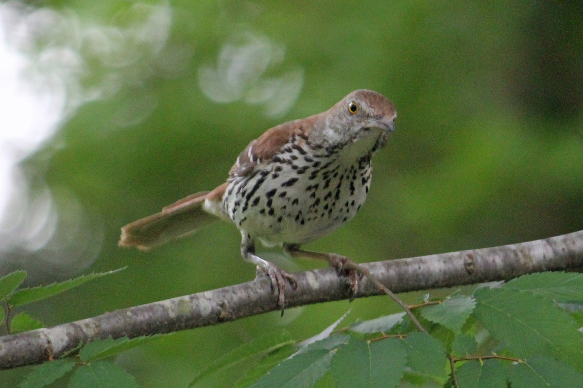 Brown Thrasher - ML639723298