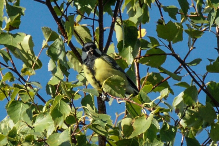 Great Tit - ML639723378